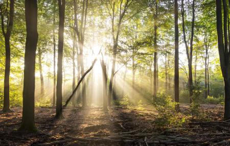 Rays of light in a forest in summer